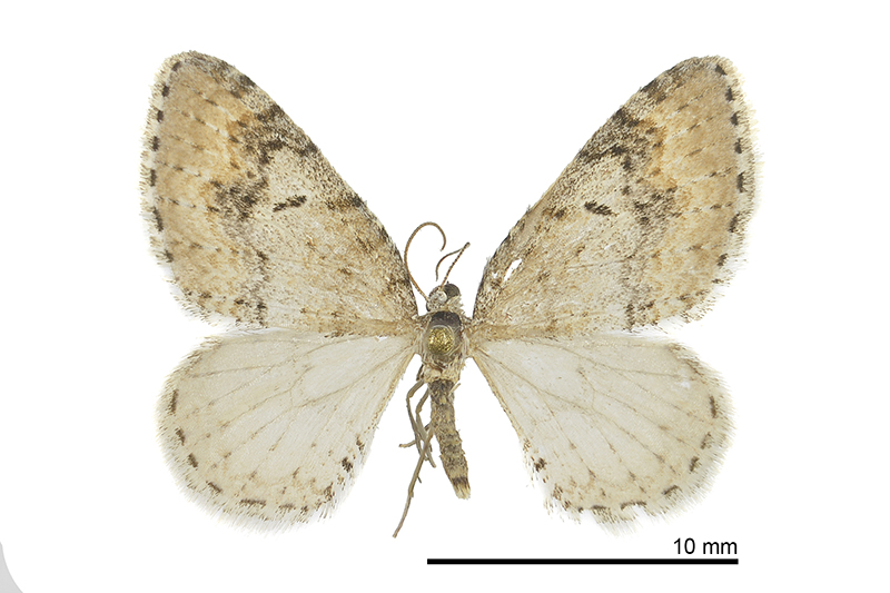 Venusia megaspilata Male